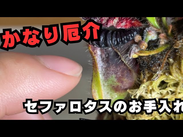 Quite troublesome] Current status of carnivorous plant Cephalotus