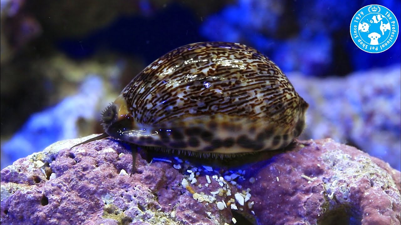 貝 ヤクシマダカラガイ(1匹) | チャーム