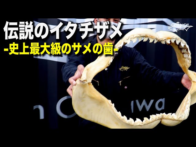 Largest ever] Over 550kg! Ishigaki Island's legendary tiger shark