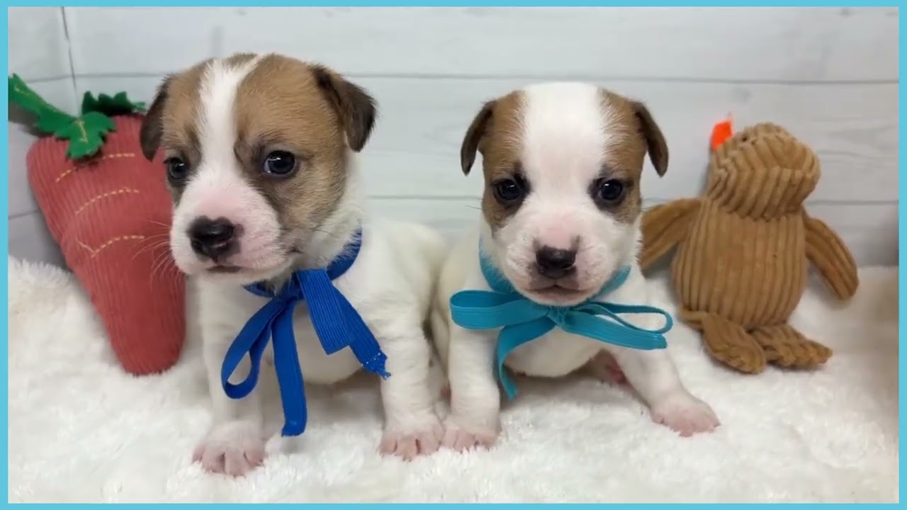 748940 ジャックラッセルテリア - YouTube