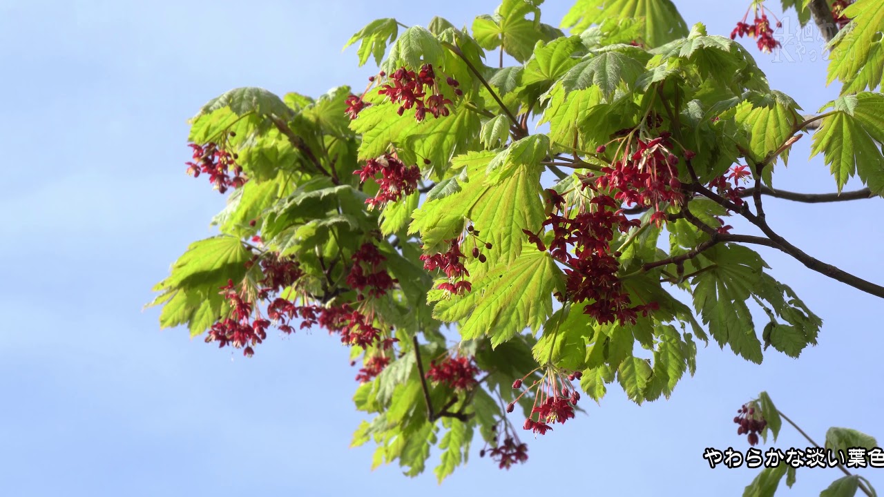 山採り自然樹形ハウチワカエデ販売 秋元園芸