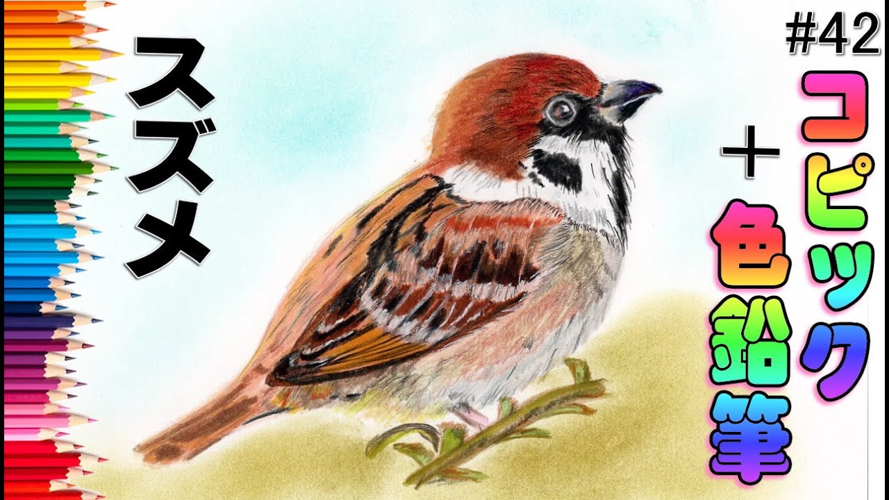 コピック+色鉛筆画・絵】スズメ・イラスト｜Sparrow Copic +color
