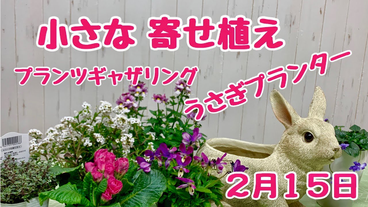 うさぎのプランターにビオラバニーとジュリアンの寄せ植え(プランツ