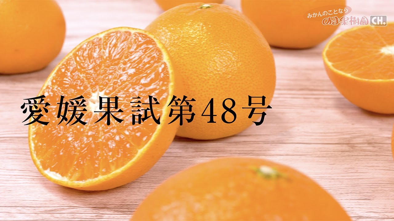 愛媛果試第48号 約5kg | のま果樹園