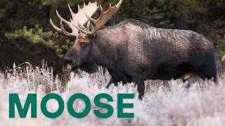 Moose - the largest deer - YouTube