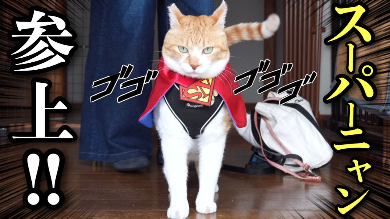 A super cat that Defender of Cat Lovers! - YouTube