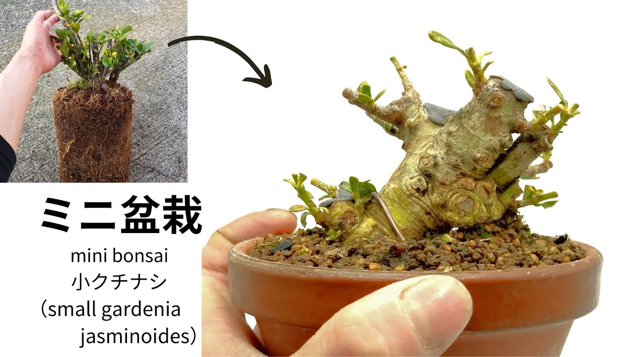 園芸店で購入した小クチナシでミニ盆栽の骨格作り 1年間の成長記録