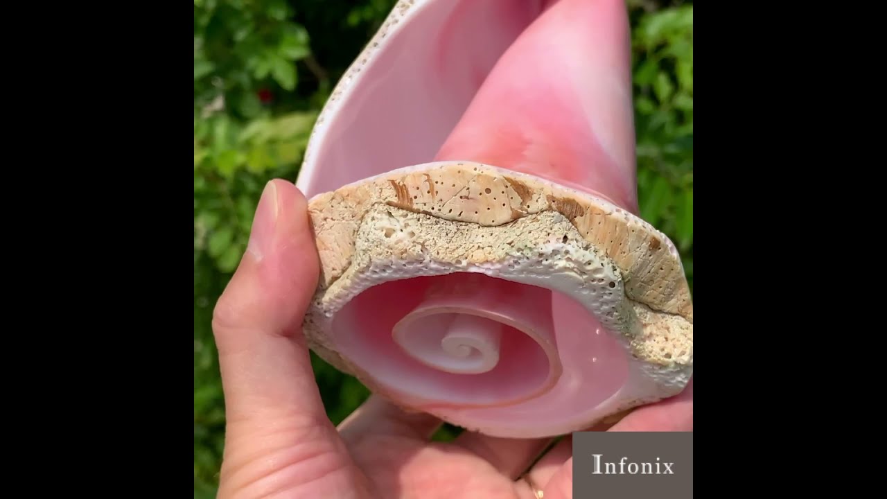 クィーンコンクシェル（コンク貝置物・虹入り） - 埼玉県吉川市の