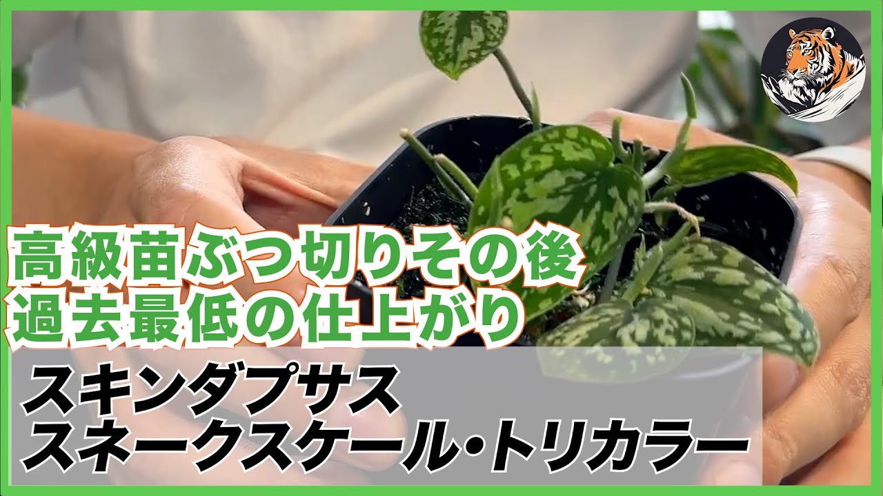 スキンダプサス】高級レア種のスネークスケール・トリカラーの