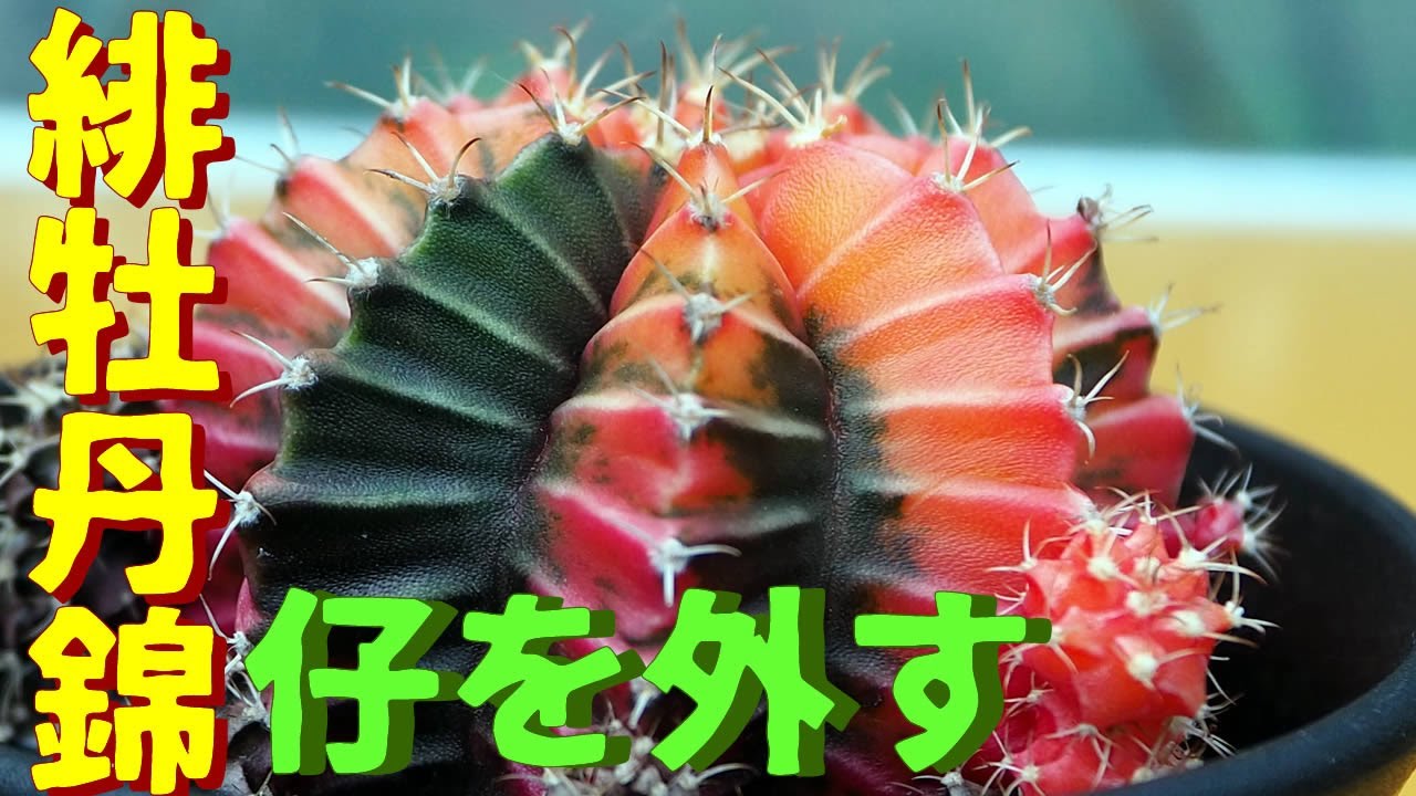 サボテン動画 子だくさん緋牡丹錦のカキコを外す - YouTube