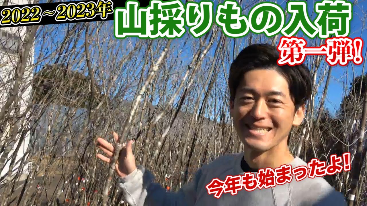 Long-awaited] Mountain harvested produce has started arriving