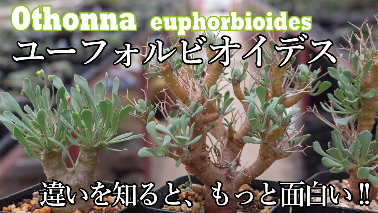 The second winter type is Othonna euphorbioides! Highly