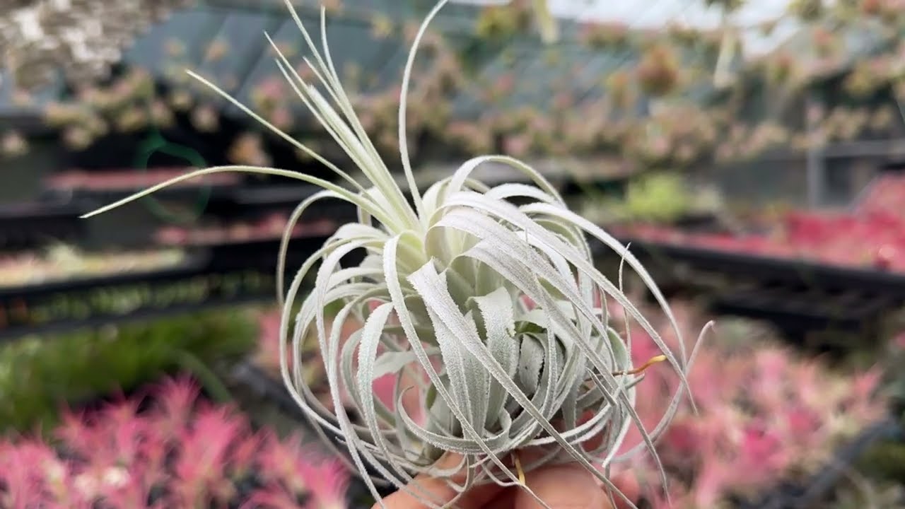 チランジア チャペウエンシス チュリフォルミス Tillandsia