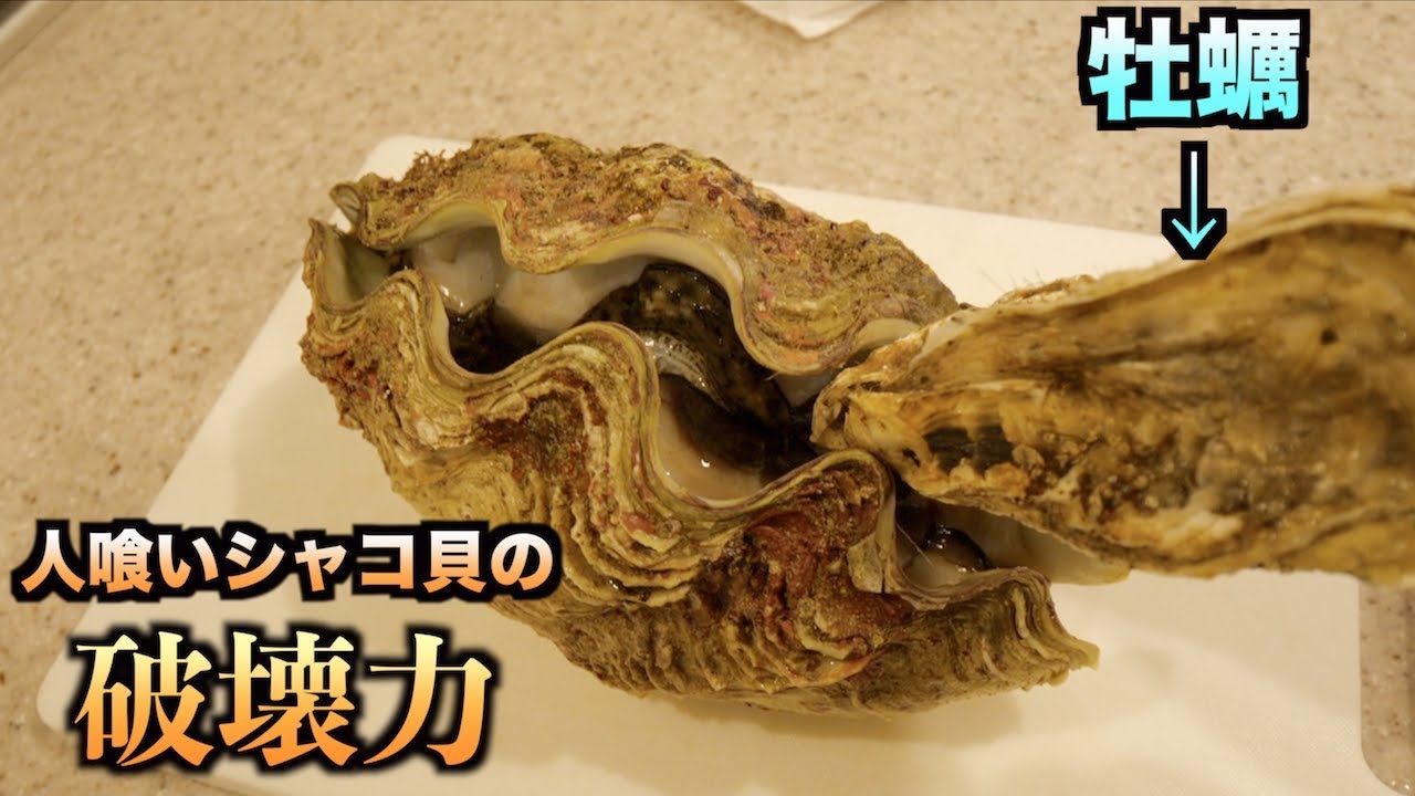 Seriously?! When I tried to test the lethal power of a giant clam