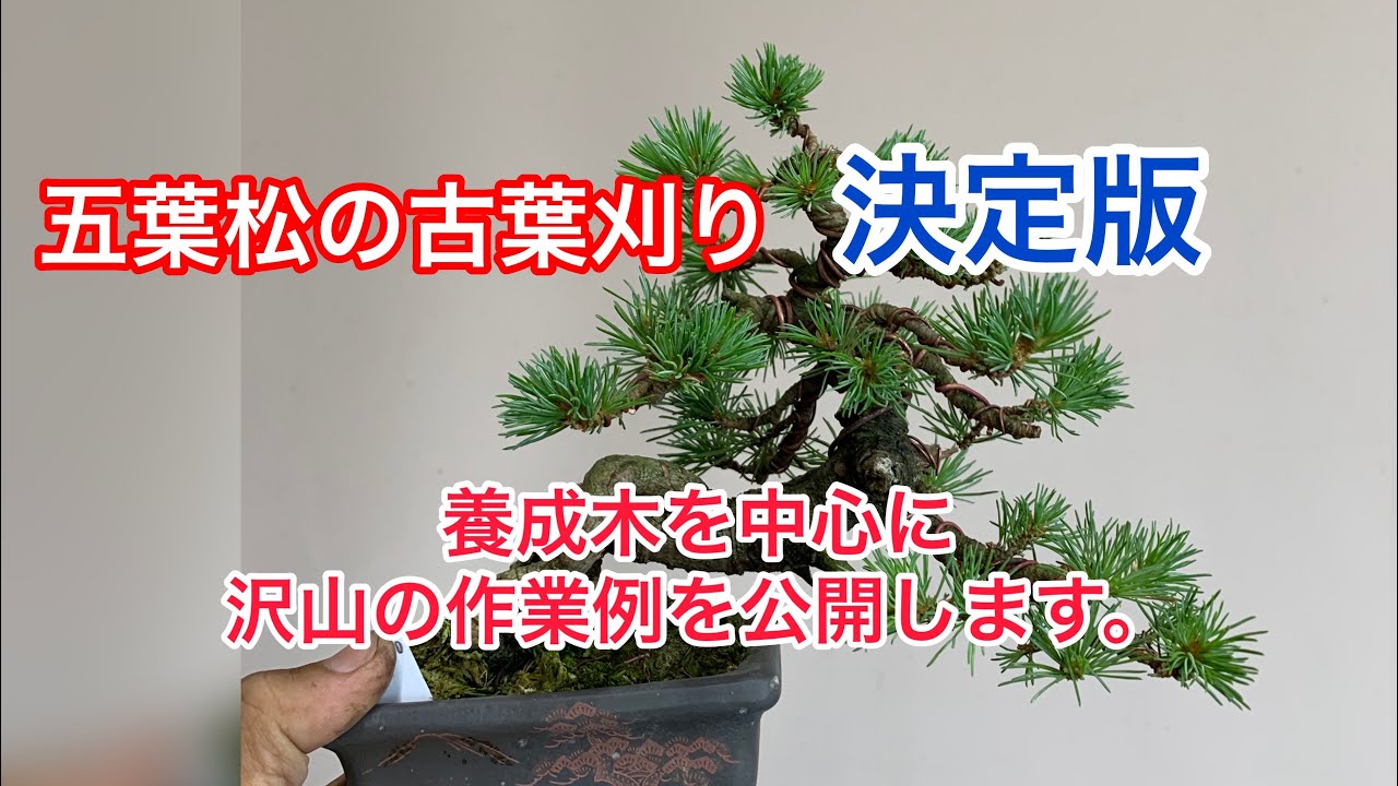 盆栽 五葉松 古葉刈り 沢山の作業例 - YouTube