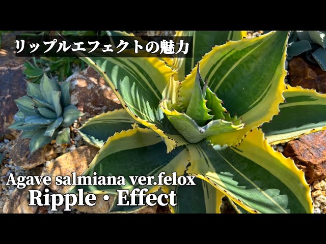 アガベ・リップルエフェクト】Agave salmiana ver.felox Ripple