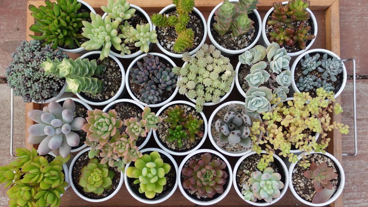 93 [You can't get started without this] Recommended succulents by