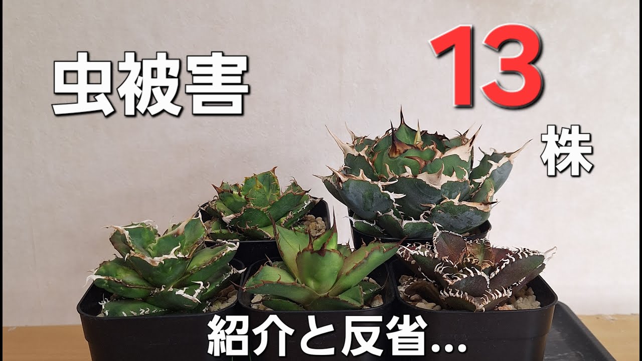 我が家流！]ハオルチアのカキ仔発根管理方法ご紹介 多肉植物 観葉植物