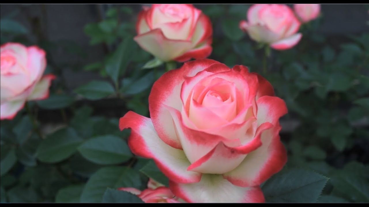 篠宮バラ園 バラ紹介#3 - YouTube