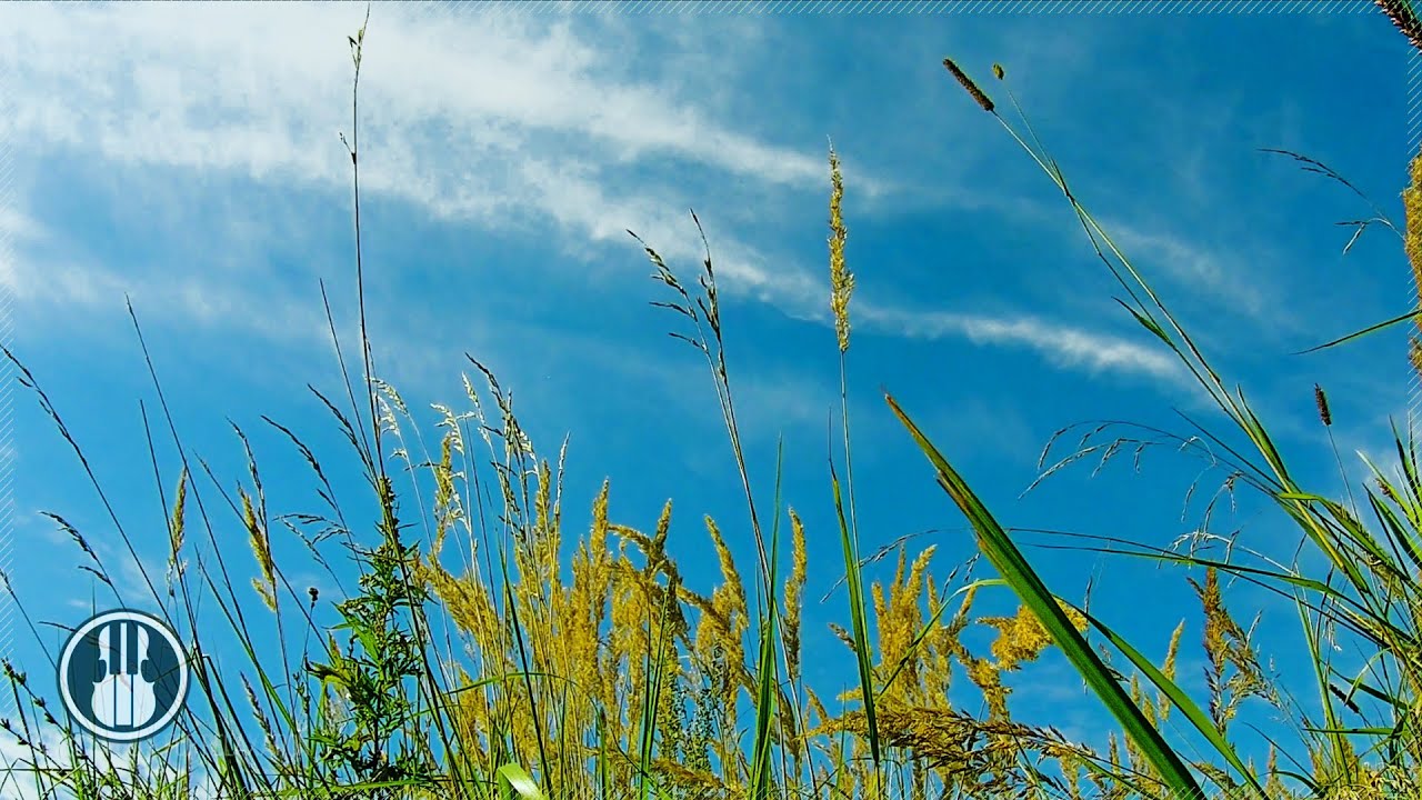 3 Minute Relaxing Nature Sounds for Stress Relief - Summer Field