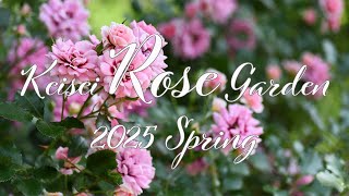 バラ図鑑 18】2025春 京成バラ園 総集編 早咲きから遅咲きまで333品種