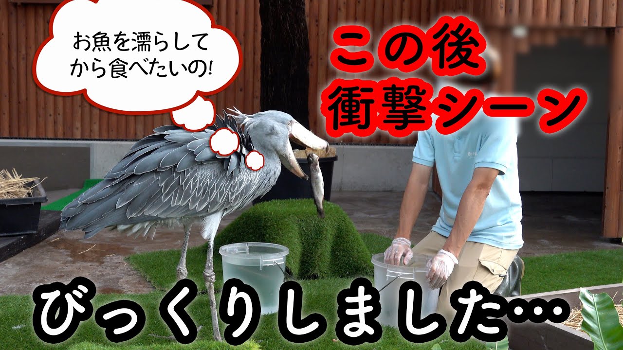 今年一番の衝撃回】大好きな飼育員さんにごはんをもらうハシビロコウ