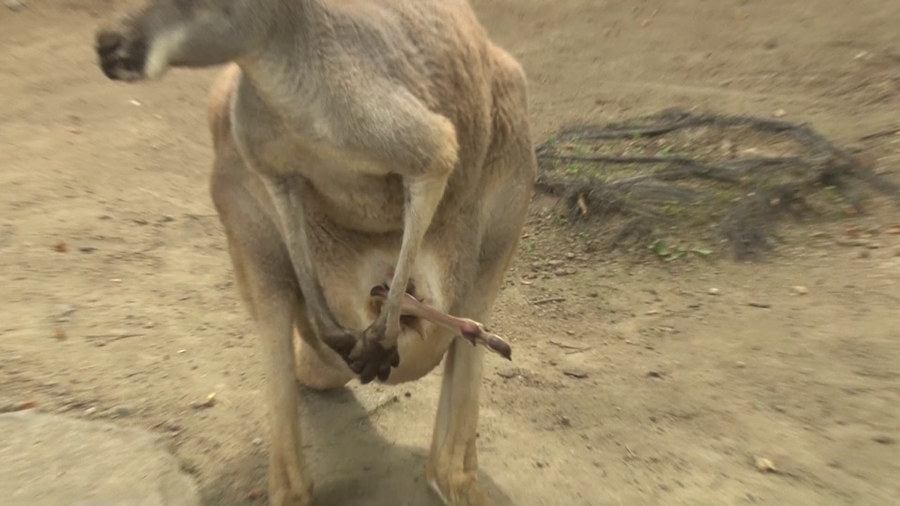 こんにちは赤ちゃん！カンガルー赤ちゃん - YouTube