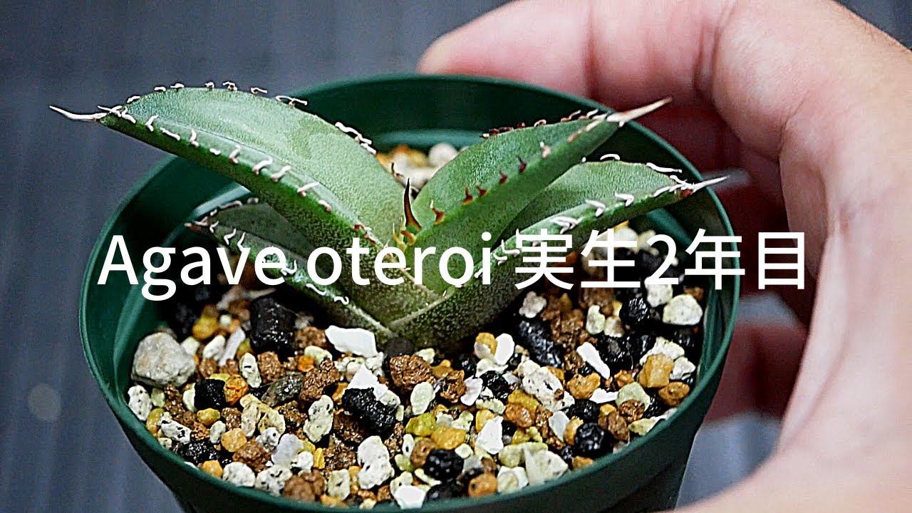 Agave oteroi アガベ オテロイ | 実生2年目の良く育っている株を紹介