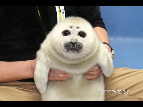 鳥羽水族館》バイカルアザラシ ニコ 赤ちゃんの頃の特別映像☆成長記録