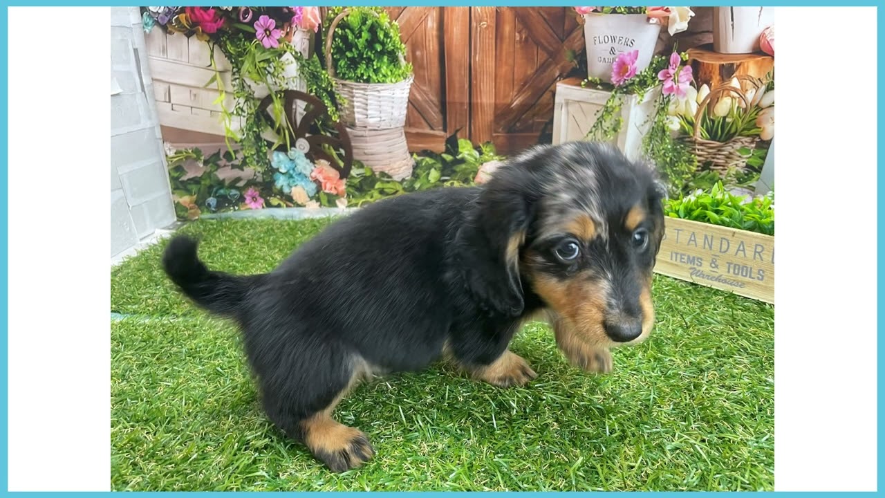 748384 M・ダックスフンド - YouTube