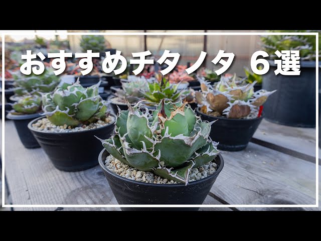 Introducing 6 recommended Agave titanota varieties - YouTube