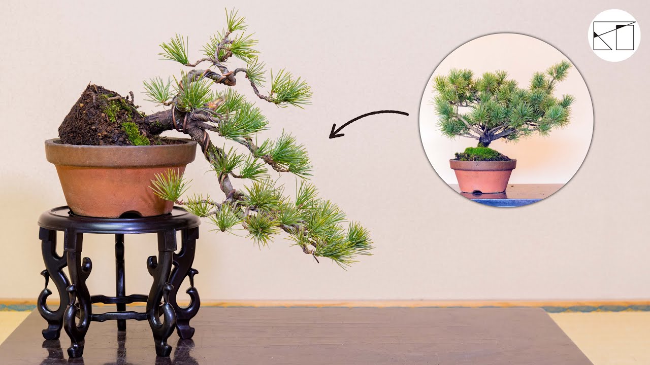 懸崖樹形をつくる 〜五葉松盆栽〜 - YouTube