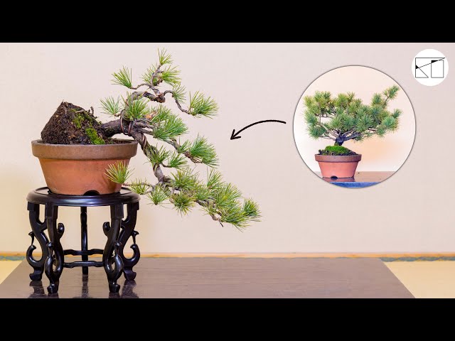 懸崖樹形をつくる 〜五葉松盆栽〜 - YouTube