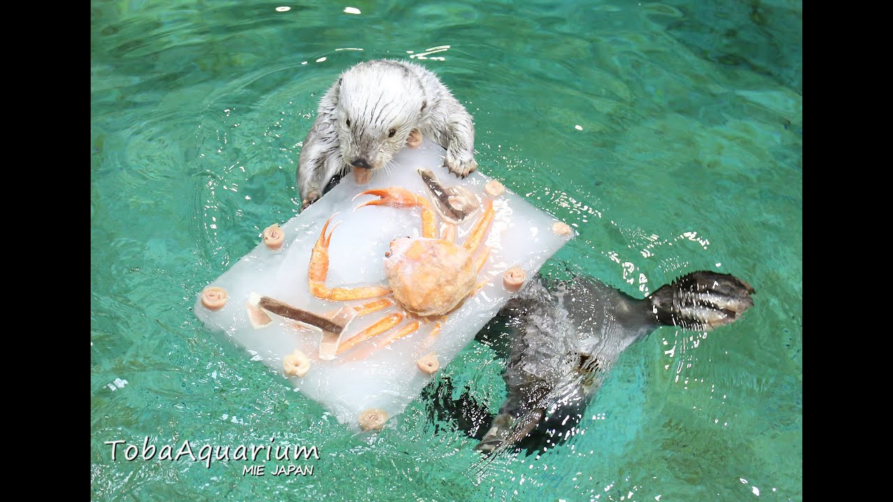 Toba Aquarium: Sea otter Mei receives a birthday ice cream cake as