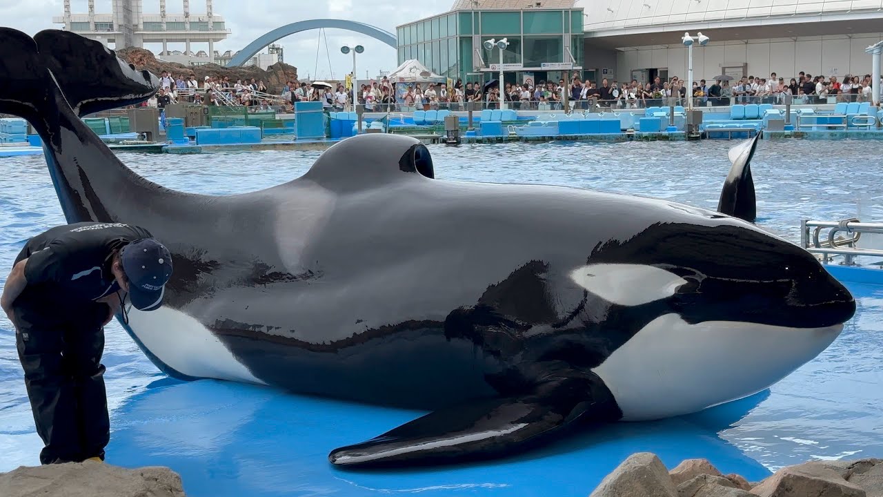 2024/09/15 シャチの公開トレーニング リン&アース編 【13:30 の回