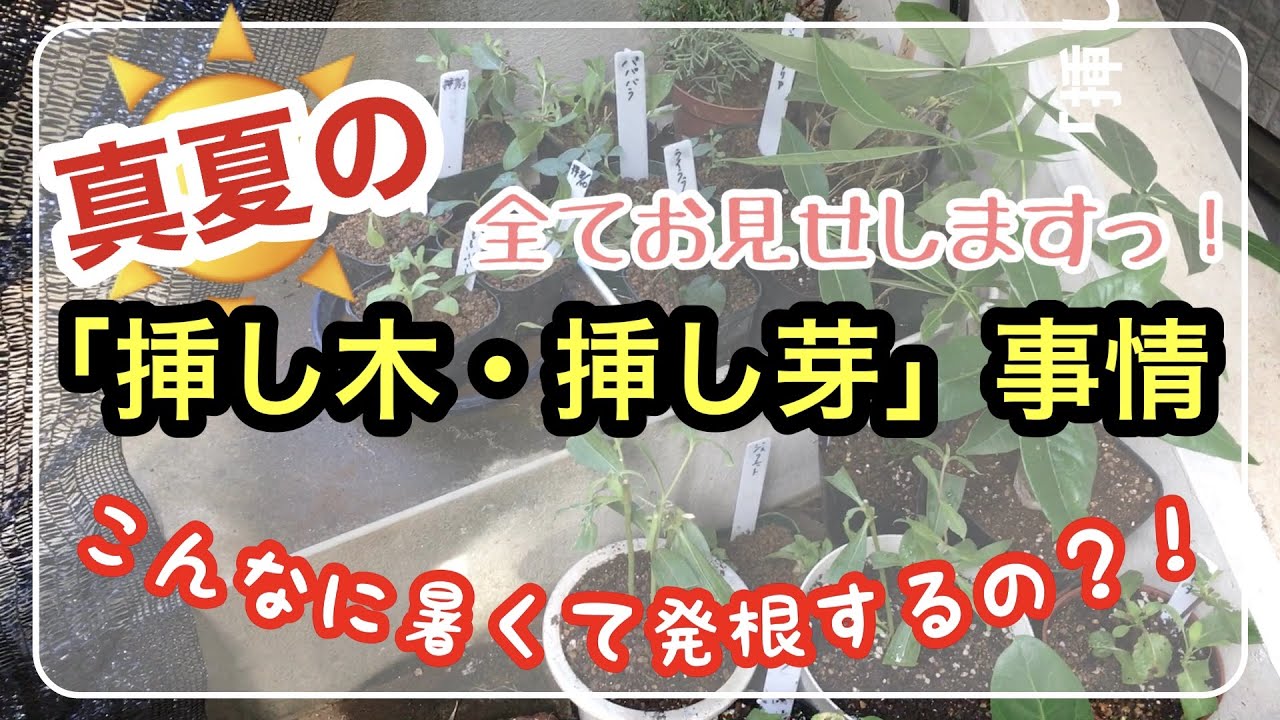 真夏だって増やせる】真夏の「挿し木・挿し芽」事情 / 発根するの？鉢