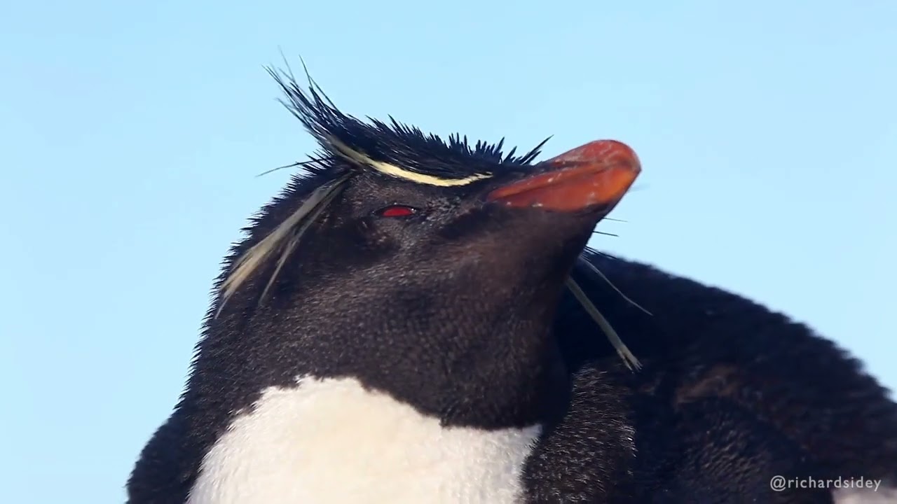 8.6 Lesson 1 Rockhopper Penguin in the Wild - YouTube