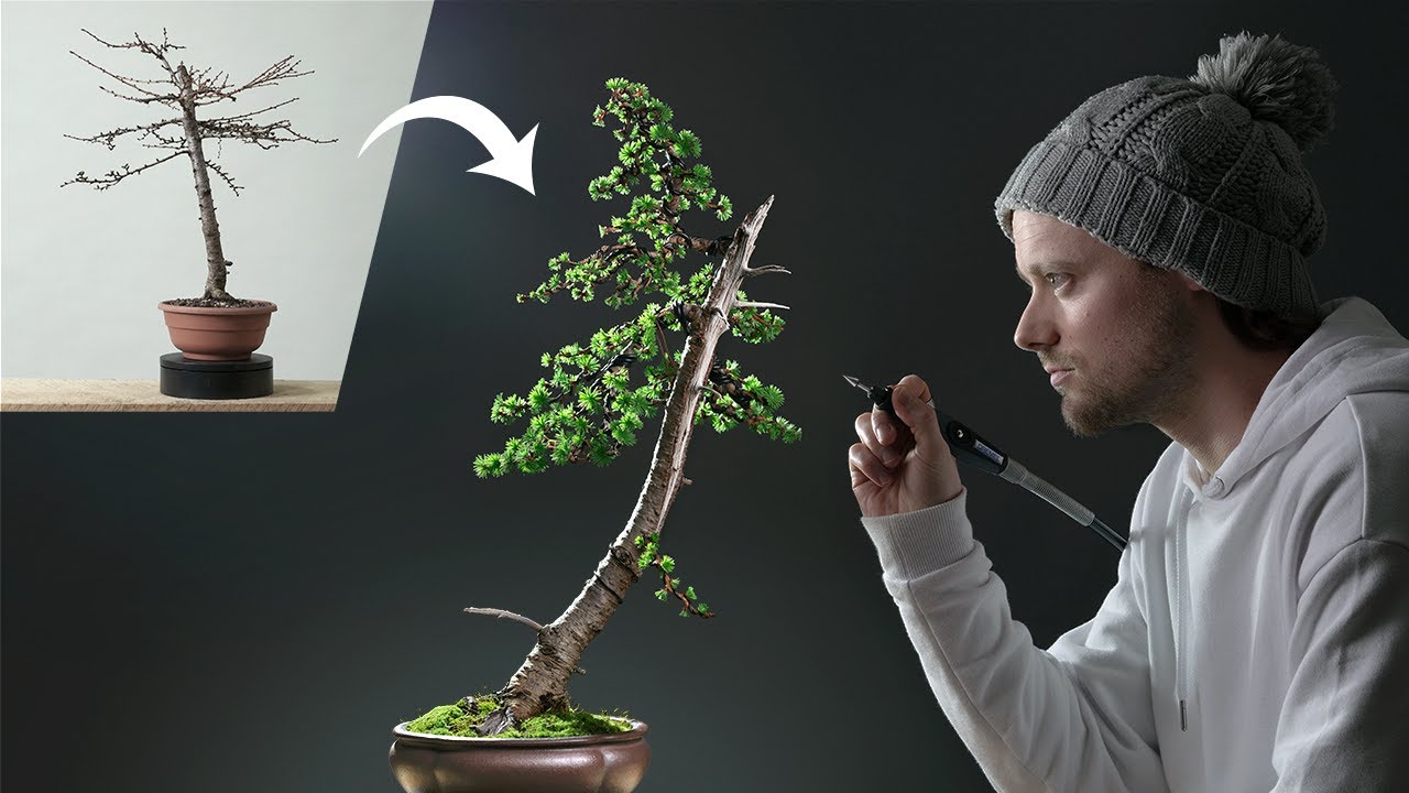 Transformation of a Japanese Larch Bonsai Tree - YouTube