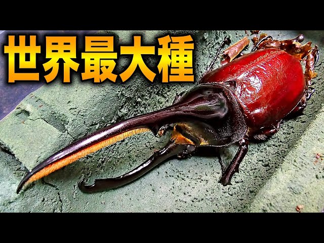 Long-awaited] The Hercules beetle with precious blood is so