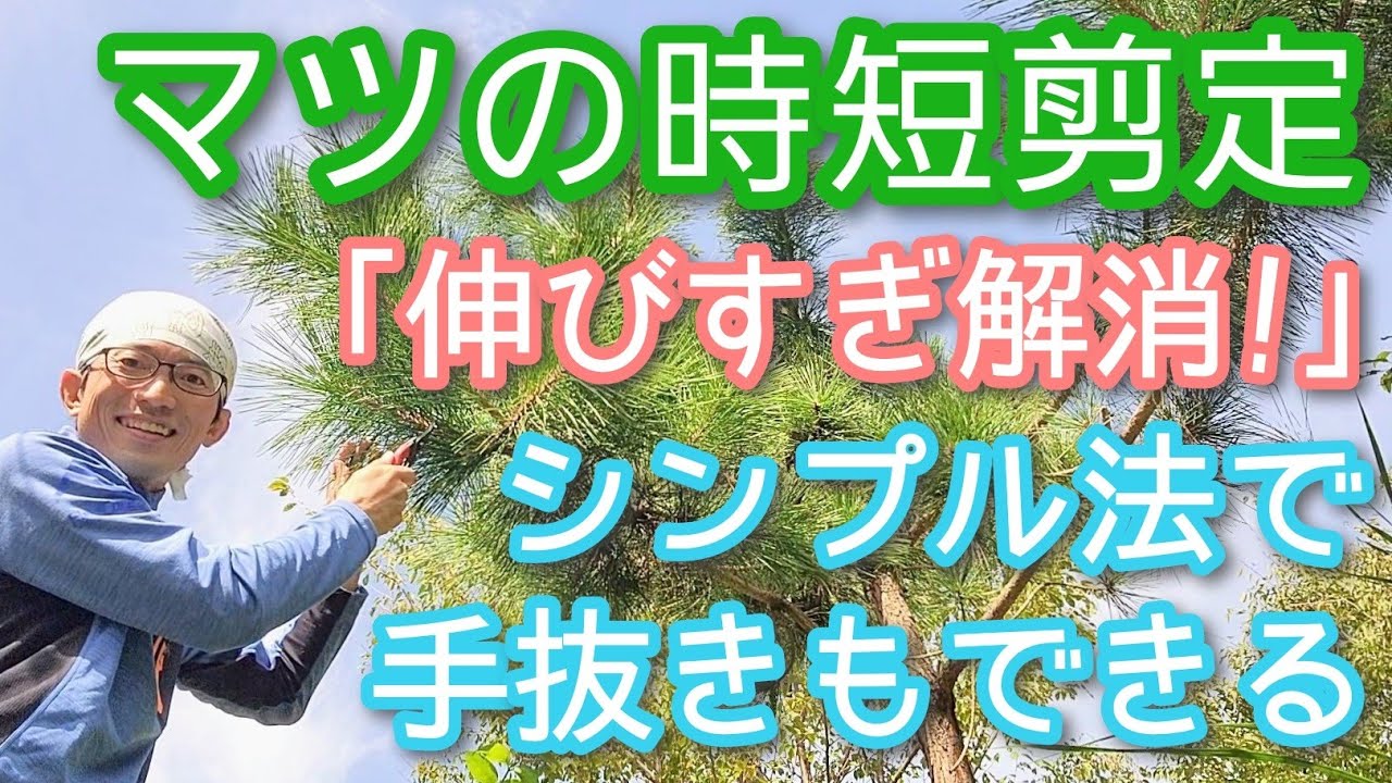 マツ(松)の剪定】伸び放題でも小さくなる時短手入れを実演します(2024