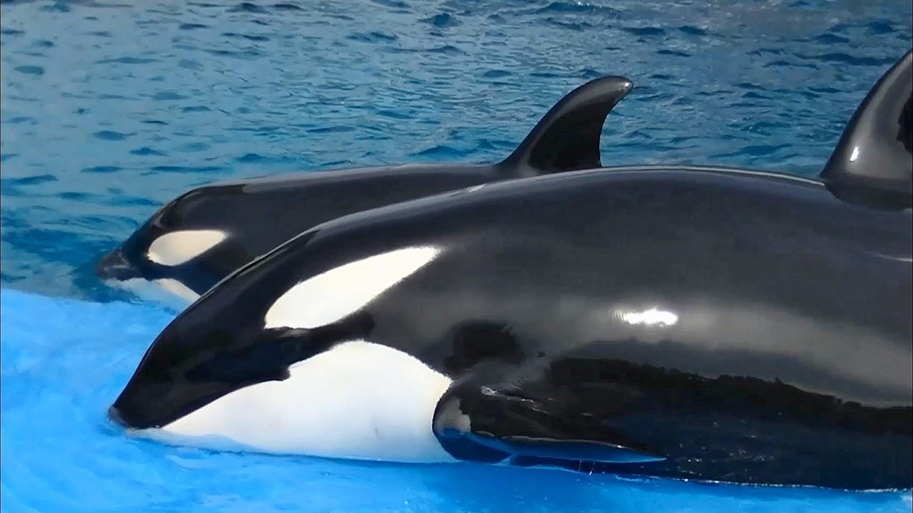 完全版】シャチの上陸シーン / 名古屋港水族館 - YouTube