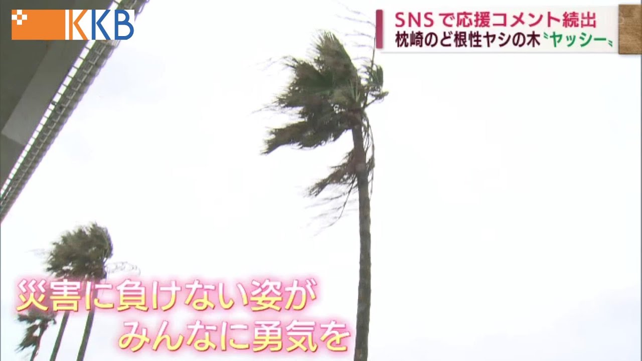 ど根性】台風負ケヌ ヤシの木「ヤッシー」 SNSで話題！？ - YouTube