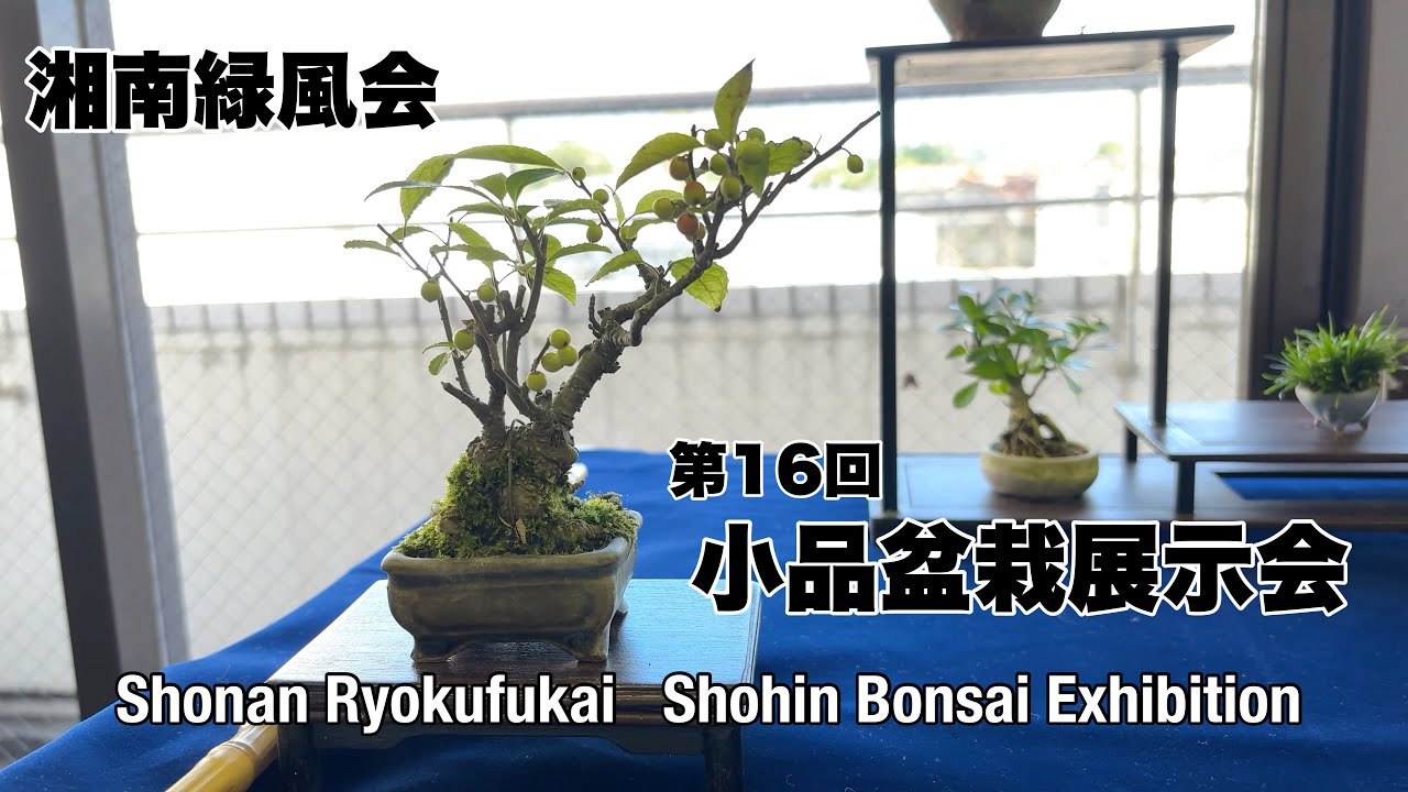 第16回 湘南緑風会 小品盆栽展示会／Shonan Ryokufukai Shohin Bonsai
