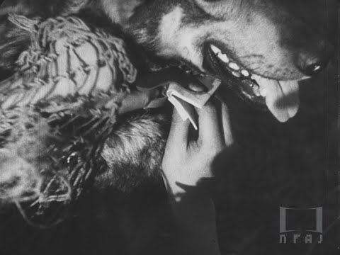 全篇】『アテナ・ライブラリー 第六十四篇 軍用犬』1933年｜「フィルム