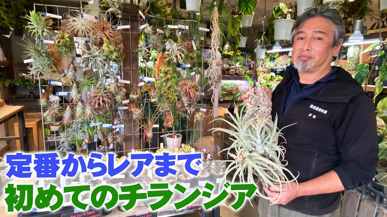 Introduction to Tillandsia varieties] recommended for beginners to