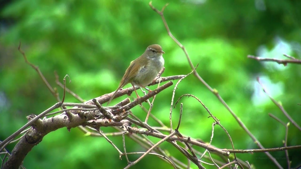 ウグイス（3）さえずり（飛島） - Japanese Bush Warbler - Wild Bird