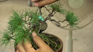 盆栽道具 焼き銅線 | 佳由架 - 盆栽、園芸道具の兼進