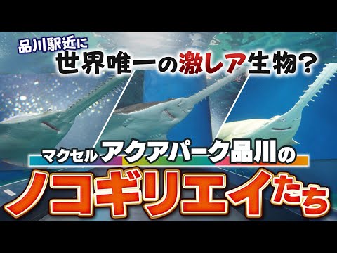 世界でここだけ？マクセルアクアパーク品川にいるノコギリエイを徹底