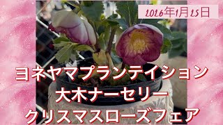 ヨネヤマプランテイション 大木ナーセリー クリスマスローズフェア