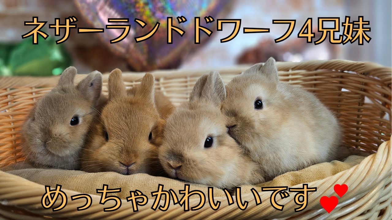 ネザーランドドワーフ4兄妹！【うさぎ専門店monLapin】 - YouTube